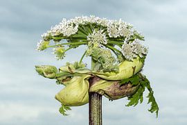 Berenklauw half uit knop by huub claessens