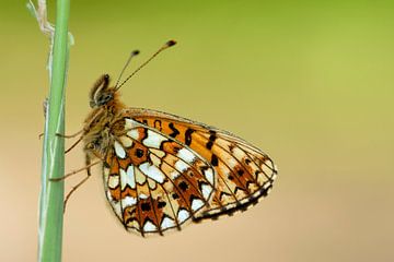 Resting Small Pearl-bordered Fritillary by AGAMI Photo Agency