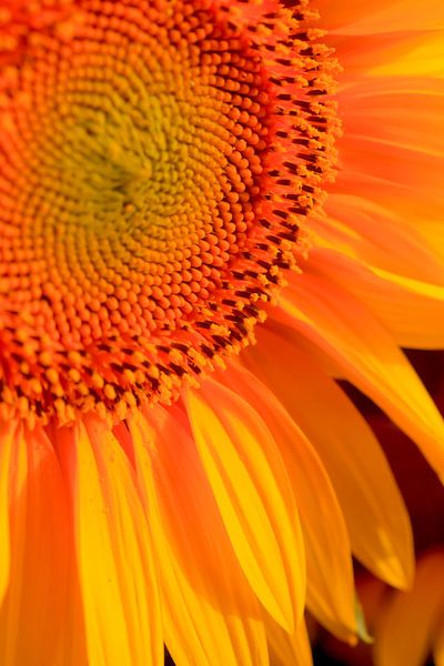 Sonnenblume von Thomas Jäger