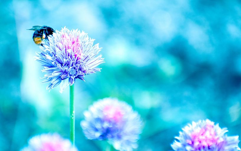 Flowers and bees by Xenia Blair