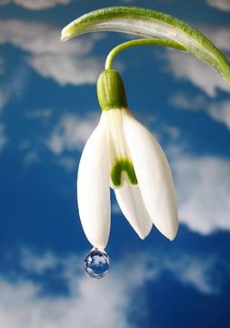 Schneeglöckchen in Wassertropfen  von Inge van den Brande