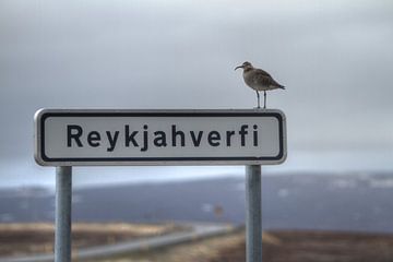 Reykjahverfi van BL Photography