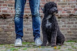 Olle by Joy Droogsma