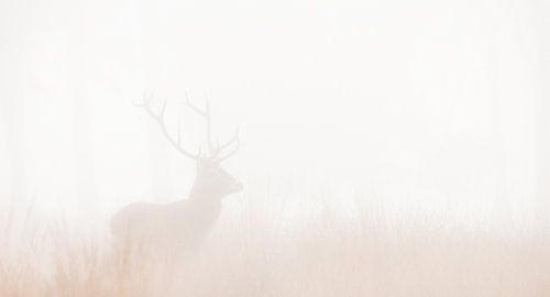 Rotwild im Nebel