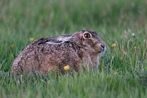 Feldhase ( Lepus europaeus ) hockt im Gras einer Frühlingswiese