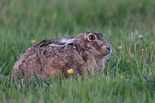 dikke prooi Blackthroat ( Saxicola torquata )