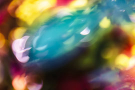 Rosenblatt im Tanz der Farben