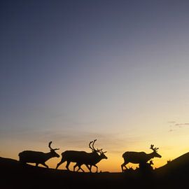 Reindeer at Midnight van Benno Neeleman