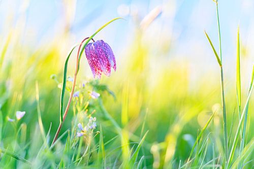 Kievitsbloem in een weide in het voorjaar