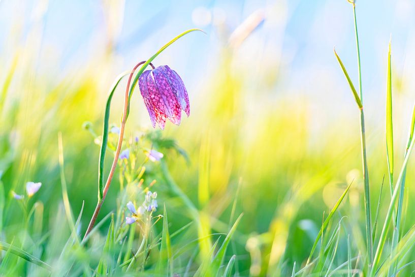 Snake's Head Fritillary (Fritillaria meleagris) in a meadow duri by Sjoerd van der Wal Photography
