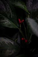 Living works of art: focussing on the magic of plants"