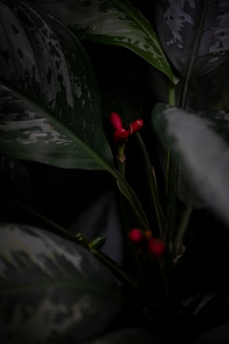 Living works of art: focussing on the magic of plants"