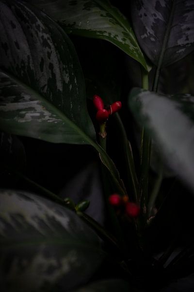 Œuvres d'art vivantes : la magie des plantes en point de mire&amp;quot ; par Lena Remmert