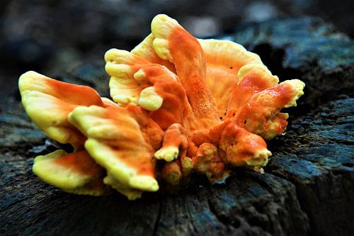 Paddenstoel op omgezaagde boom