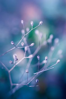 Colour boosting buds