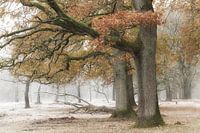 Fall In Winter