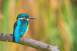 Kingfisher / Alcedo atthis by Martin de Bock