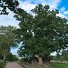 Alte Eiche am Wegesrand nahe einer Wiese. Feld mit Gras, blauer Himmel. von Martin Köbsch