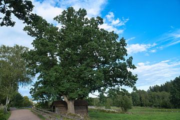 Old oak tree at the edge of a path near a meadow. Field with grass, blue sky.