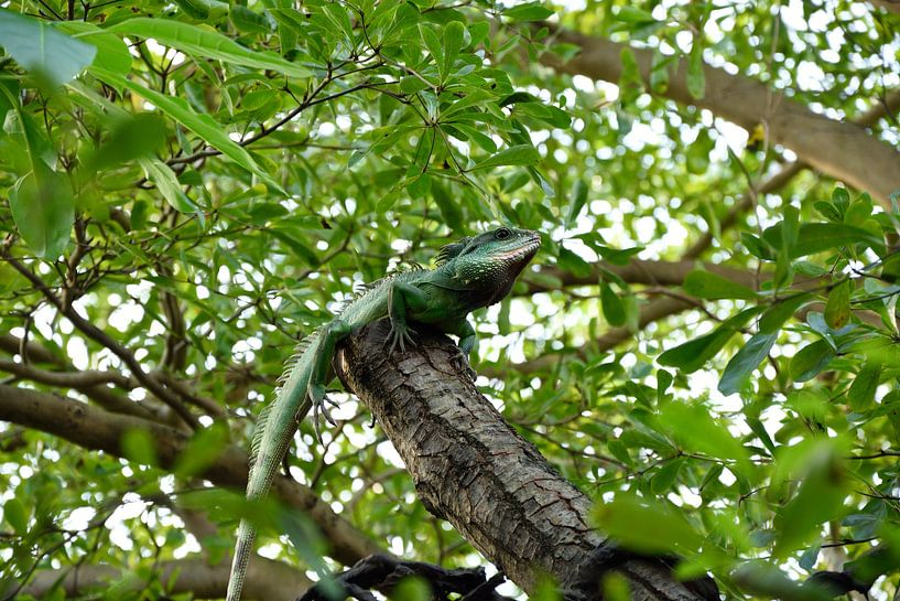 Leguan von Marcel Ethner