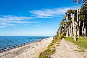 Trees on the Baltic Sea coast van Rico Ködder
