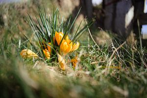 Frühlingslicht auf gelben Krokussen im Grünland von Fotografiecor .nl