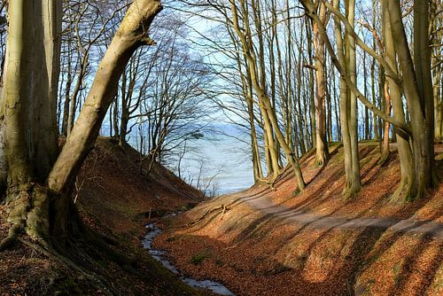 Evening in the coastal forest