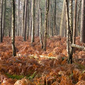 Autumn forest on the Utrecht Ridge by Peter Haastrecht, van