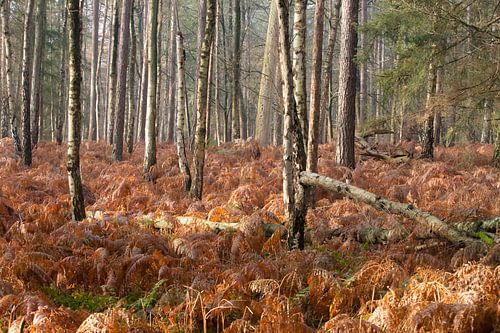 Forêt d'automne sur la crête d'Utrecht sur Peter Haastrecht, van