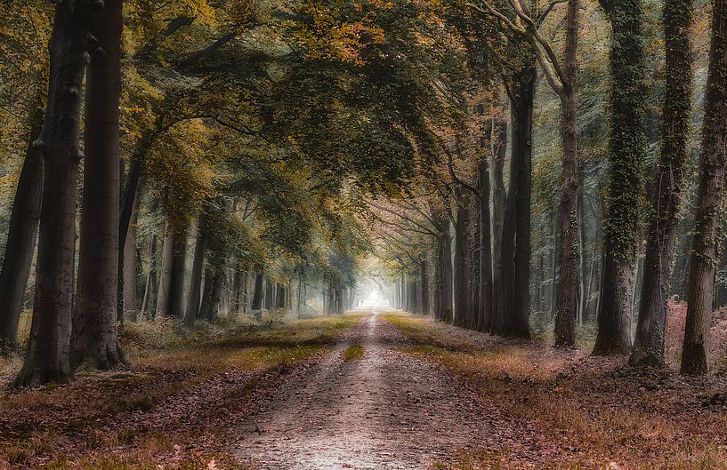 Liesbos de tunnel von Jos Erkamp