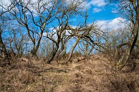 paysage hivernal avec des arbres nus sur Dick Kattestaart