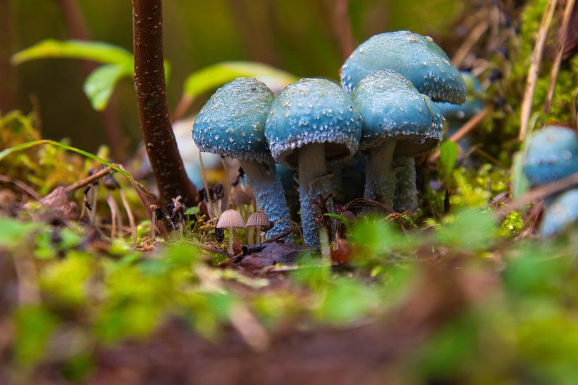 Paddenstoelen van Fred Knip