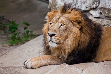 Kalme en zelfverzekerde Aziatische leeuw met zwarte manen zit onder een steen in profiel