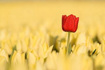 Vreemdeling met moed van Ellen van den Doel