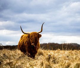 Highlander écossais sur Rob Coorens