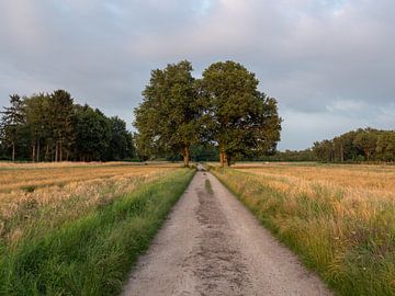 2 Solitary oak trees on historical field by Robin Jongerden