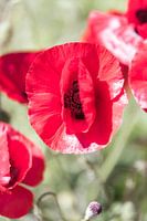 Half open klaproos in de zonneschijn