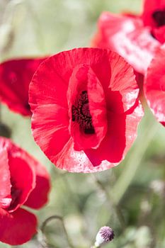 Halboffener Mohn im Sonnenschein