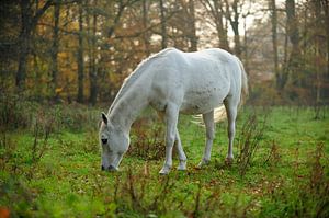 Cheval blanc au pâturage sur Merijn van der Vliet