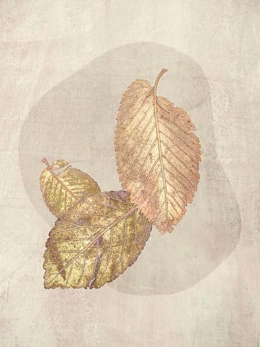 Les dernières feuilles. 2 Scandinave.