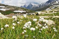 Passo di Gavia - Italy von Lars Scheve Miniaturansicht