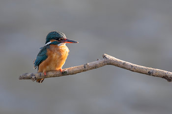 Eisvogel