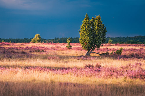 Heath Storm
