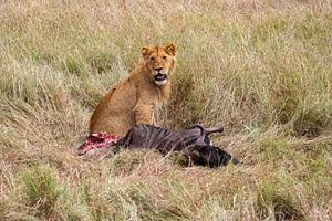 Löwen in der Masai Mara