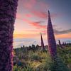 Les magnifiques fleurs de Tajinaste sur l'île de La Palma juste après le coucher du soleil. sur Jos Pannekoek