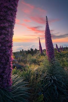The beautiful Tajinaste flowers on the island of La Palma just after sunset.