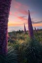 The beautiful Tajinaste flowers on the island of La Palma just after sunset. by Jos Pannekoek thumbnail