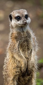 Meerkat by Fotografie by Jordy