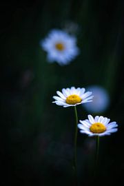 Madelief von Mees&Tess