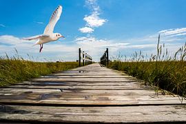 Mouette sur une plage traversée à la mer du Nord sur Animaflora PicsStock